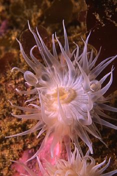 Anemone (Actinothoe sphyrodeta), taken in Baleal with a N... by Joao Pedro Tojal Loia Soares Silva 